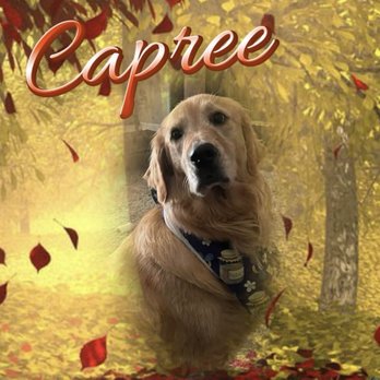 Retrievers and Friends - Our rescue Golden Capree. - Pet Adoption Near Me Retrievers and Friends - Our rescue Golden Capree. - Pet Adoption Near Me