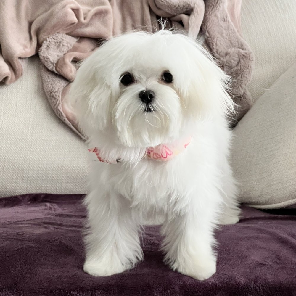 East Side Pet Ranch - Isabel Fluffy AF. - Pet Boarding Near Me - Austin, Texas East Side Pet Ranch - Isabel Fluffy AF. - Pet Boarding Near Me - Austin, Texas