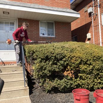 Apex Lawnco - Hedge pruning during cleanup. - Lawn Services Near Me - Haddonfield, New Jersey Apex Lawnco - Hedge pruning during cleanup. - Lawn Services Near Me - Haddonfield, New Jersey