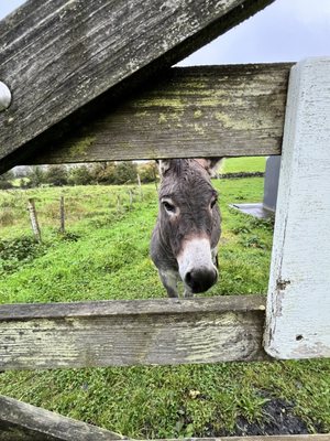Gregans Castle Hotel in the Burren by null