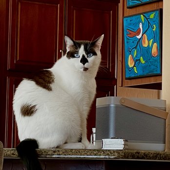 Virgin Valley Veterinary Hospital - Mr. Kai gives Virgin Valley Vet Hospital and Dr. Tammy 5 stars!!! - Veterinarians Near Me - Mesquite, Nevada