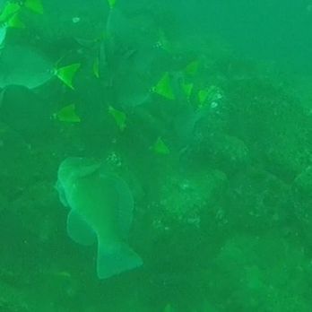 PuraBaja Tours - Snorkeling Near Me - Cabo San Lucas, BCS