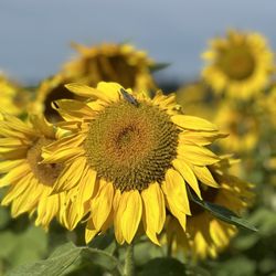 Lora Lee’s Family Farm - Cricket in the sunflower