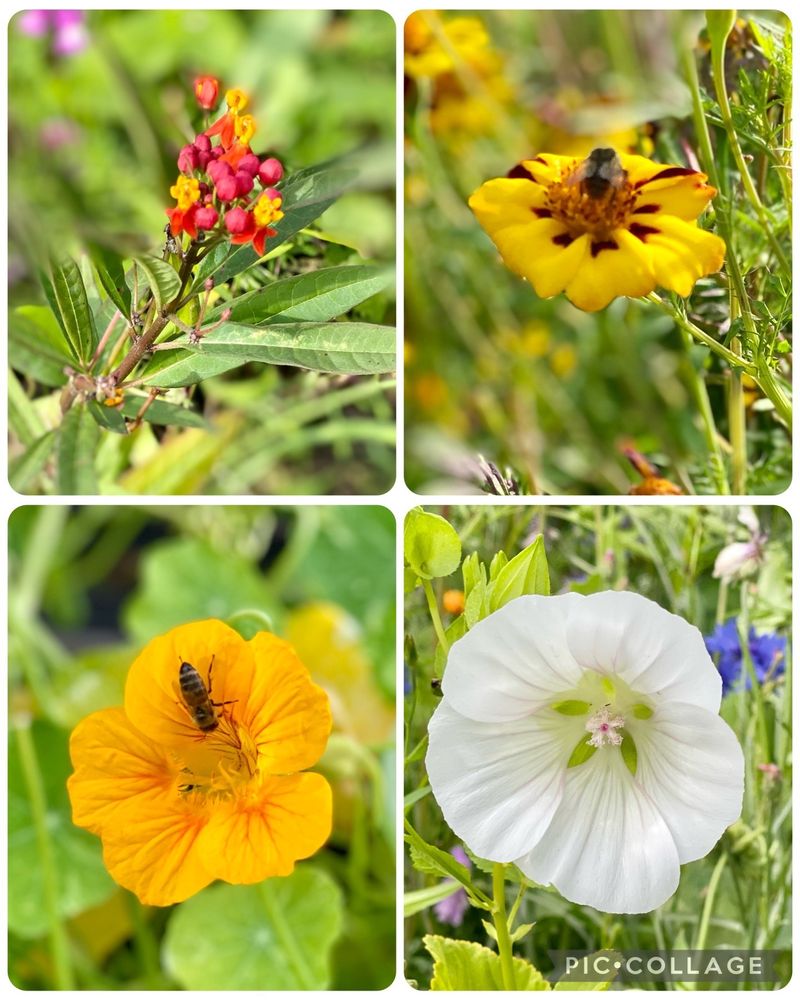 Georgeson Botanical Garden