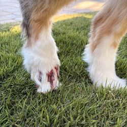 Injured dog foot