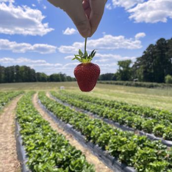 Page Farms - Fruits & Veggies Near Me - Raleigh, North Carolina Page Farms - Fruits & Veggies Near Me - Raleigh, North Carolina