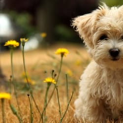 Southside Animal Hospital