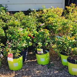 WestWood Growers