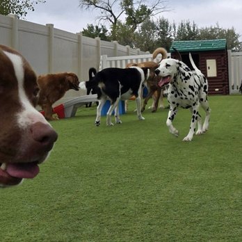 Big Sky Pet Resort - Pet Sitting Near Me - Billings, Montana Big Sky Pet Resort - Pet Sitting Near Me - Billings, Montana