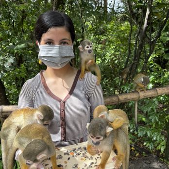 Monkey Jungle - Zoos Near Me - Miami, Florida