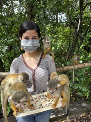 Monkey Jungle by null