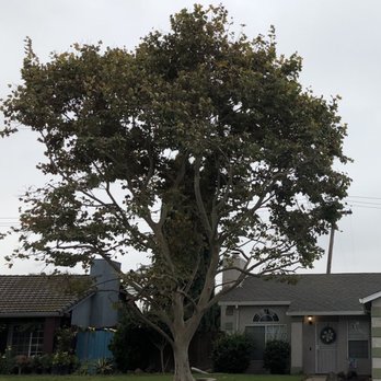 Anderson Tree Experts - Tree Services Near Me - Oakdale, California Anderson Tree Experts - Tree Services Near Me - Oakdale, California