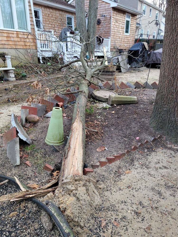 ACCURATE TREE SERVICE Updated August 2024 25 Photos & 20 Reviews