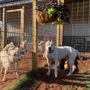 Photo of Animal Boarding Center