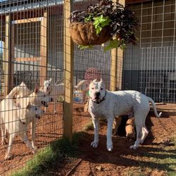 Animal Boarding Center