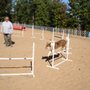 Photo of Critters Dog Training