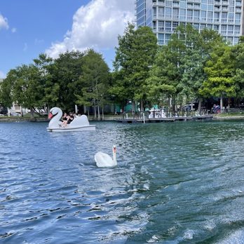 Swan Boat Rentals - Big swan... little swan - Boating Near Me - Orlando, Florida Swan Boat Rentals - Big swan... little swan - Boating Near Me - Orlando, Florida