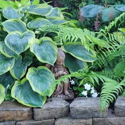Green Mountain Hosta