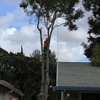 LD Tree Care - Tree Services Near Me LD Tree Care - Tree Services Near Me