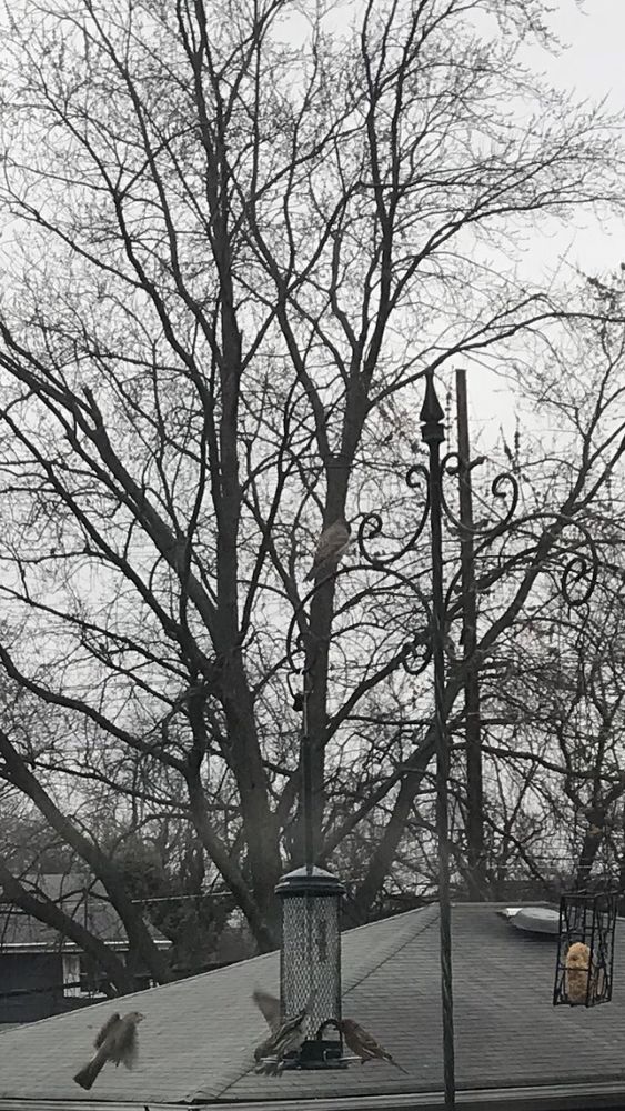 WILD BIRD SEEDS & SUCH Updated July 2024 500 Union Ave, Brielle