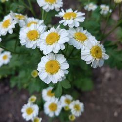 Thayne Canyon Loop Trail - Wildflowers