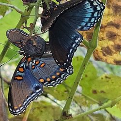 Forest Hills Care Center - God's creatures
