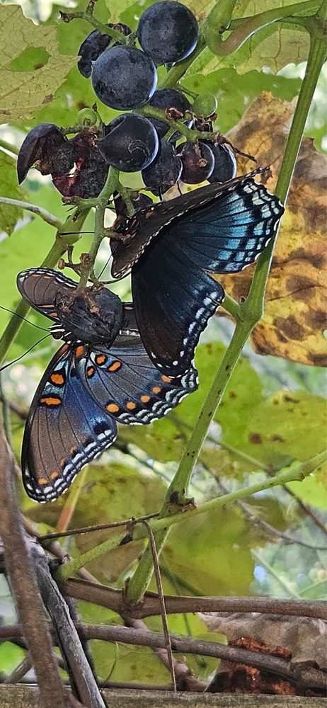 Forest Hills Care Center - patient advocate in Cincinnati, OH