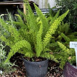 Rodriguez Nursery - Foxtail Fern