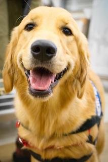 National Assistance Dogs - social services organization in Paradise Valley, AZ