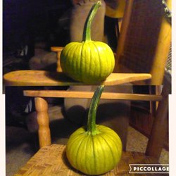 Fagan's Farm - PUMPKINS COMING IN NICELY!