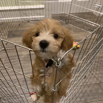 Hilltop Pups - Pet Adoption Near Me - Jasper, Indiana Hilltop Pups - Pet Adoption Near Me - Jasper, Indiana