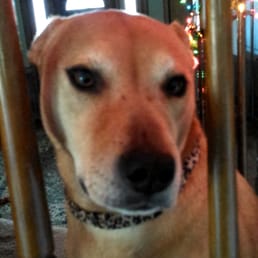 Miss Ling Ling has been a part of my family for 8 years now. She is perfect. This place has excellent pups looking for a home. Miss Ling Ling has been a part of my family for 8 years now. She is perfect. This place has excellent pups looking for a home.