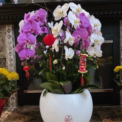 Absolutely Flowers & Balloons - Orchids for Tet!