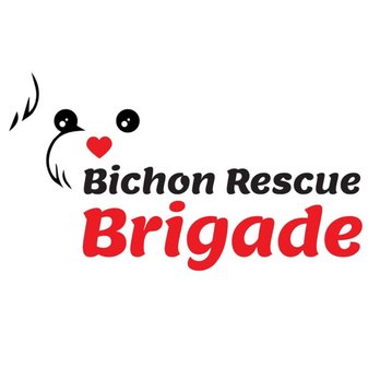 Bichon Rescue Brigade - Pet Adoption Near Me Bichon Rescue Brigade - Pet Adoption Near Me