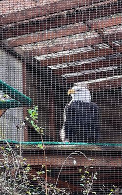 Cascades Raptor Center by null