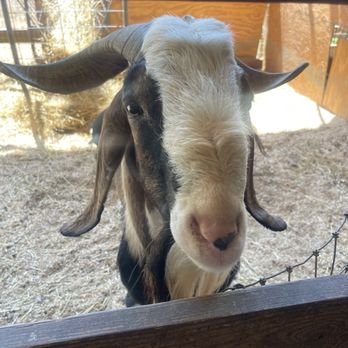 Why Not An American Ark - Goat - Attraction Farms Near Me - Monroe, North Carolina