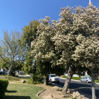 Mid-Valley Tree Service - Before - Tree Services Near Me - Fresno, California Mid-Valley Tree Service - Before - Tree Services Near Me - Fresno, California