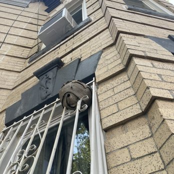 Ppius Pest Control - Wasp removal and wasp treatment in Brooklyn, PPIUS PEST CONTROL the solution - Pest Control Near Me - New York, New York Ppius Pest Control - Wasp removal and wasp treatment in Brooklyn, PPIUS PEST CONTROL the solution - Pest Control Near Me - New York, New York