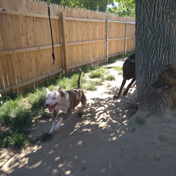 Dauntless Dogs - Pet Training Near Me - Pasadena, Maryland Dauntless Dogs - Pet Training Near Me - Pasadena, Maryland