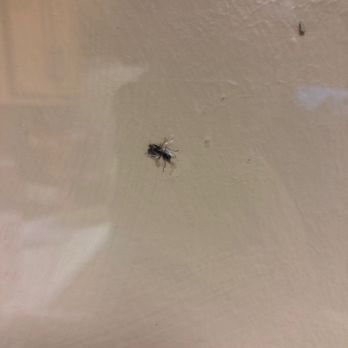Phoenix V - Bugs behind plastic guard. - Hotels Near Me - Orange Beach, Alabama