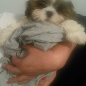 puppy boutique brooklyn