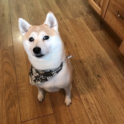Caylys Doggy Styles