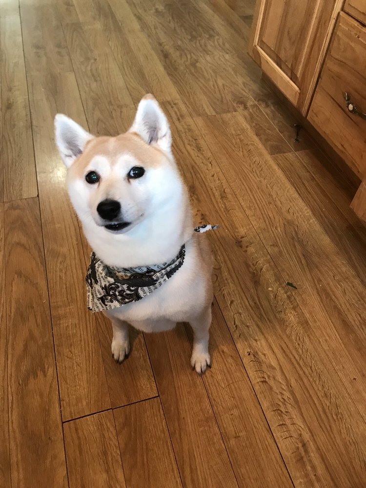 CAYLYS DOGGY STYLES Updated September 2024 22 Photos & 25 Reviews