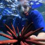 Photo of Sea Scooter Snorkeling