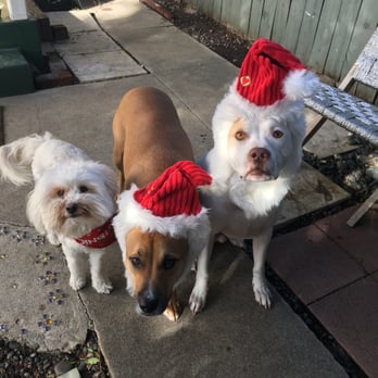 Pet Care By Bryana - Pet Services Near Me
