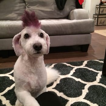 Cute Cuts - Punk Rock Reggie - Pet Groomers Near Me - Hillsboro, Oregon Cute Cuts - Punk Rock Reggie - Pet Groomers Near Me - Hillsboro, Oregon