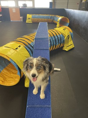 Doggie Play Groups - Our playgroups provide you and your dog with an indoor play area for safe socilization with other dogs and their hoomans. An experienced dog trainer supervises, assists with interactions, and is available to answer questions. Schedule play groups or open gym time with a group or on your own. All dogs in playgroup must be screened to ensure they are social with other dogs and up to date with vaccinations. Please find out more informaiton about our manners and dog meeting readiness classes if you want to prepare your dog for playgroup socialization.
You and your dog will enjoy most of the agility obstacles and toys. Puzzles, balls, tog toys, A-Frame, jumps and tunnels are all available. Must be enrolled in classes to participate in playgroup.
Playgroups are scheduled weekly based on demand. Check schedule for updatesPreparing for Dog Playgroups:
Up-to-date medical records, including a negative fecal report stating “no parasites seen,” must be on file prior to your first visit.
Take your dog to the bathroom before attending. We recommend before you get in the car and also after you arrive.
Stay with your dog at all times. Doggie Play Groups - Our playgroups provide you and your dog with an indoor play area for safe socilization with other dogs and their hoomans. An experienced dog trainer supervises, assists with interactions, and is available to answer questions. Schedule play groups or open gym time with a group or on your own. All dogs in playgroup must be screened to ensure they are social with other dogs and up to date with vaccinations. Please find out more informaiton about our manners and dog meeting readiness classes if you want to prepare your dog for playgroup socialization.
You and your dog will enjoy most of the agility obstacles and toys. Puzzles, balls, tog toys, A-Frame, jumps and tunnels are all available. Must be enrolled in classes to participate in playgroup.
Playgroups are scheduled weekly based on demand. Check schedule for updatesPreparing for Dog Playgroups:
Up-to-date medical records, including a negative fecal report stating “no parasites seen,” must be on file prior to your first visit.
Take your dog to the bathroom before attending. We recommend before you get in the car and also after you arrive.
Stay with your dog at all times.