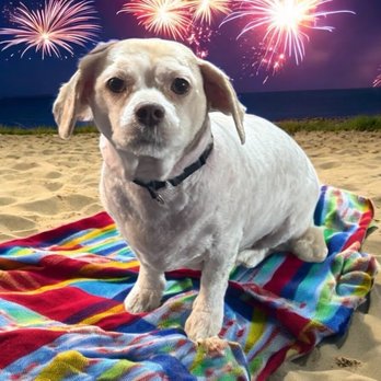 Scruffy Scrubbed & Styled - Pet Groomers Near Me