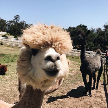 Canzelle Alpacas - Close up - Farms Near Me - Carpinteria, California Canzelle Alpacas - Close up - Farms Near Me - Carpinteria, California