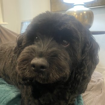 SoftPaws Pet Spa & Boutique - Pet Groomers Near Me - Parker, Colorado SoftPaws Pet Spa & Boutique - Pet Groomers Near Me - Parker, Colorado